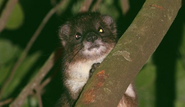A female tree hyrax in Ngangao Forest, Taita Hills, Kenya. Image credit: Hanna Rosti.