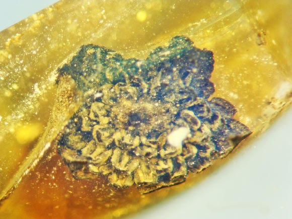 Valviloculus pleristaminis, center of flower in apical view. Image credit: Poinar, Jr. et al., doi: 10.17348/jbrit.v14.i2.1014.