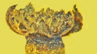 Valviloculus pleristaminis, flower in lateral view. Image credit: Poinar, Jr. et al., doi: 10.17348/jbrit.v14.i2.1014.