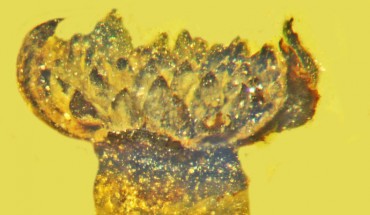 Valviloculus pleristaminis, flower in lateral view. Image credit: Poinar, Jr. et al., doi: 10.17348/jbrit.v14.i2.1014.