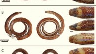 Photographs of the Waray dwarf burrowing snake (Levitonius mirus): holotype (A) and paratypes (B and C). Scale bars - 10 mm (thick) and 1 mm (thin). Image credit: Weinell et al., doi: 10.1643/CH2020110.