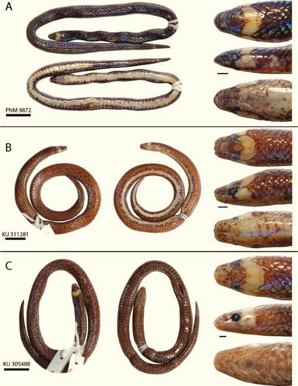 Photographs of the Waray dwarf burrowing snake (Levitonius mirus): holotype (A) and paratypes (B and C). Scale bars - 10 mm (thick) and 1 mm (thin). Image credit: Weinell et al., doi: 10.1643/CH2020110.