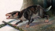 Life restoration of the carnivorous mammal Gobiconodon, a distant relative of Priacodon fruitaensis. Image credit: Pavel Riha / CC BY-SA 3.0.