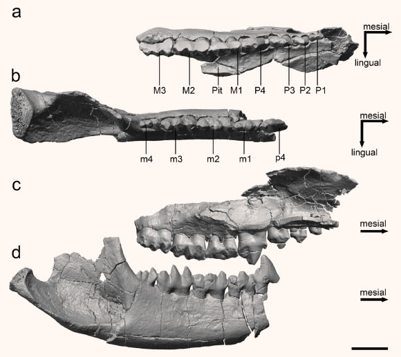 Right dentition of Priacodon fruitaensis: (a) upper tooth row in occlusal view; (b) lower tooth row in occlusal view; (c) upper tooth row in lingual view (mirrored for better comparison); (d) lower tooth row in buccal view. Scale bar - 2.5 mm. Image credit: Jäger et al., doi: 10.1038/s41598-020-79159-4.