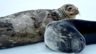 Weddell seals (Leptonychotes weddellii). Image credit: Elliott Devries.