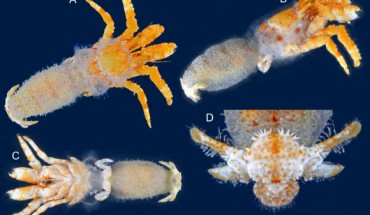 Cancellus heatherae, female holotype, shield length - 4 mm: (A) habitus, dorsal; (B) habitus, right side; (C) habitus, ventral; (D) sixth tergite and telson, dorsal. Image credit: Felder & Lemaitre, doi: 10.11646/zootaxa.4890.4.10.