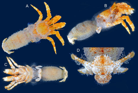 Cancellus heatherae, female holotype, shield length - 4 mm: (A) habitus, dorsal; (B) habitus, right side; (C) habitus, ventral; (D) sixth tergite and telson, dorsal. Image credit: Felder & Lemaitre, doi: 10.11646/zootaxa.4890.4.10.