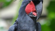 A palm cockatoos (Probosciger aterrimus). Image credit: Doug Janson / CC BY-SA 3.0.