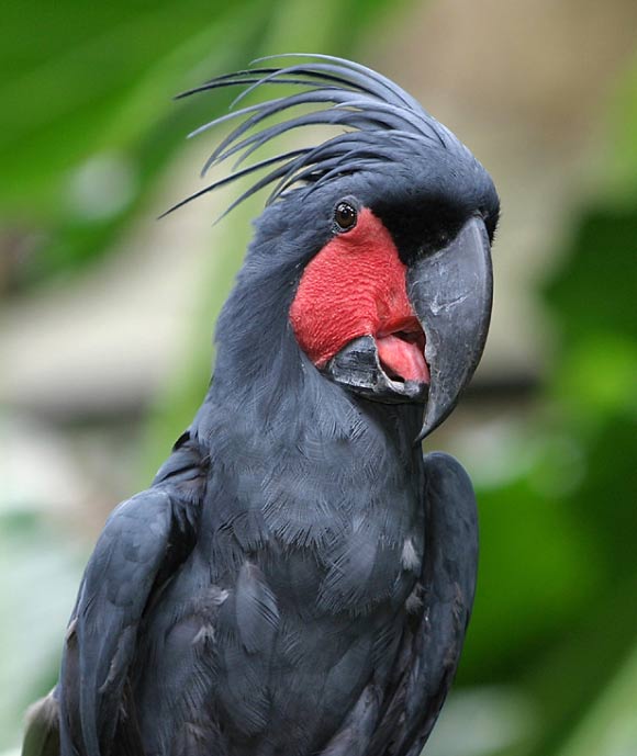 A palm cockatoos (Probosciger aterrimus). Image credit: Doug Janson / CC BY-SA 3.0.