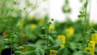 Arabidopsis thaliana. Image credit: Carl Davies, CSIRO / CC BY 3.0.