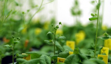 Arabidopsis thaliana. Image credit: Carl Davies, CSIRO / CC BY 3.0.