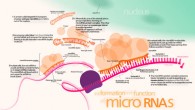 Zhou et al. revealed that the miR-183/96/182 cluster has functional impacts on circadian rhythms in mammals; they can modulate circadian systems either by direct targeting of the core clock machinery or through a more indirect mechanism that ultimately feeds into the circadian clock. Image credit: Kelvin Ma / CC BY 3.0.