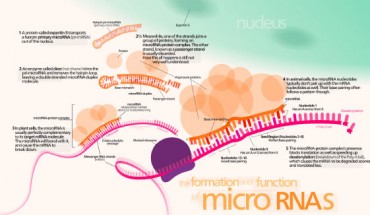 Zhou et al. revealed that the miR-183/96/182 cluster has functional impacts on circadian rhythms in mammals; they can modulate circadian systems either by direct targeting of the core clock machinery or through a more indirect mechanism that ultimately feeds into the circadian clock. Image credit: Kelvin Ma / CC BY 3.0.