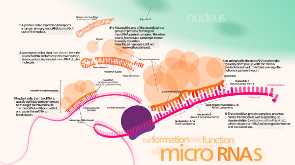 Zhou et al. revealed that the miR-183/96/182 cluster has functional impacts on circadian rhythms in mammals; they can modulate circadian systems either by direct targeting of the core clock machinery or through a more indirect mechanism that ultimately feeds into the circadian clock. Image credit: Kelvin Ma / CC BY 3.0.
