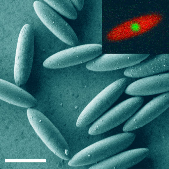 Scanning electron microscope image of the ellipsoidal colloids. Inset shows a confocal microscopy image, highlighting the core-shell structure. Scale bar - 5 μm. Image credit: Roller et al., doi: 10.1073/pnas.2018072118.