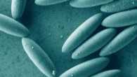 Scanning electron microscope image of the ellipsoidal colloids. Inset shows a confocal microscopy image, highlighting the core-shell structure. Scale bar - 5 μm. Image credit: Roller et al., doi: 10.1073/pnas.2018072118.