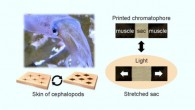 Light-responsive artificial chromatophores may suggest a new concept for various engineering applications such as camouflage interfaces, biophotonic devices, and flexible displays. Image credit: Han et al., doi: 10.1021/acsami.0c17623.