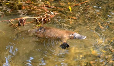 The platypus (Ornithorhynchus anatinus) in Tasmania, Australia. Image credit: Klaus / CC BY-SA 2.0.