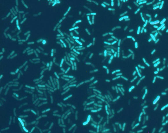 Bacillus subtilis. Image credit: Ákos Kovács, Technical University of Denmark.