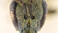 Head of a female of Lasioglossum dorchini. Image credit: Nahal Alexander / A. Pauly.