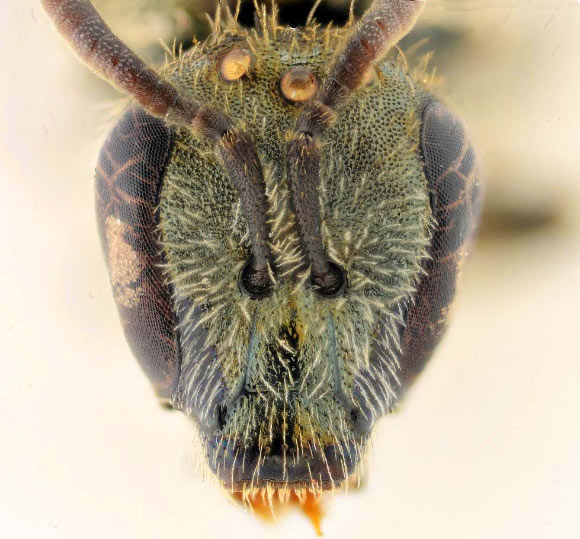 Head of a female of Lasioglossum dorchini. Image credit: Nahal Alexander / A. Pauly.