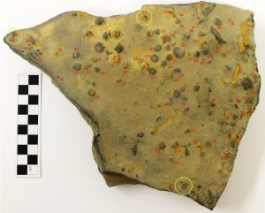 Paleontologists Find Evolutionary Link between Ediacaran and Early ...