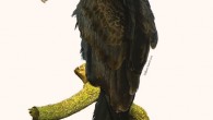 Hypothetical reconstruction of the Emslie’s vulture (Cathartes emsliei). Image credit: William Suárez.