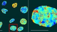 Fluorescence lifetime imaging microscopy map of nuclear DNA in live cells stained with the DAOTA-M2 probe; colors represent fluorescence lifetimes between 9 (red) and 13 (blue) nanoseconds. Scale bars - 20 µm. Image credit: Summers et al., doi: 10.1038/s41467-020-20414-7.