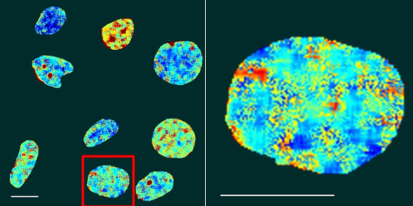 Fluorescence lifetime imaging microscopy map of nuclear DNA in live cells stained with the DAOTA-M2 probe; colors represent fluorescence lifetimes between 9 (red) and 13 (blue) nanoseconds. Scale bars - 20 µm. Image credit: Summers et al., doi: 10.1038/s41467-020-20414-7.