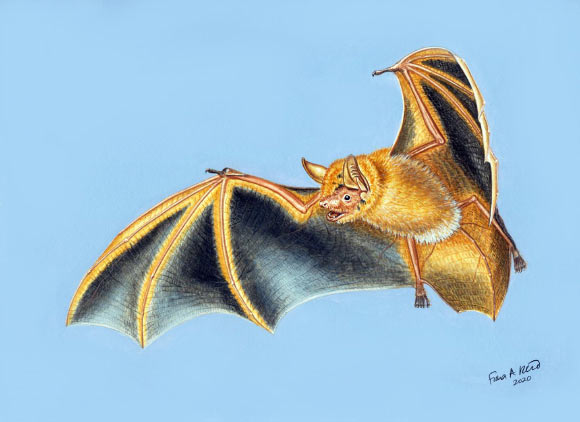An artist’s impression of Myotis nimbaensis. Image credit: Patricia Wynne.