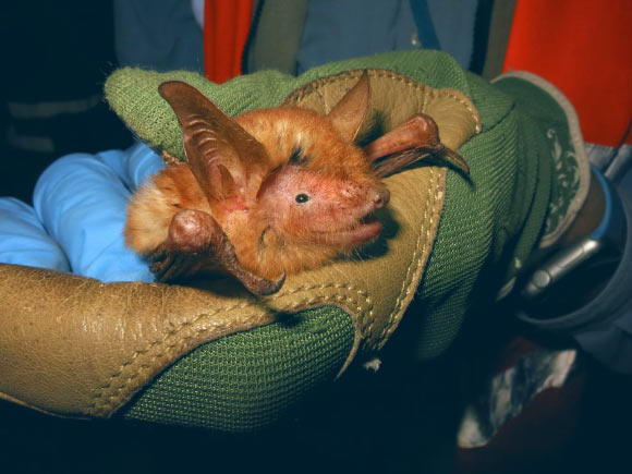 Myotis nimbaensis. Image credit: Bat Conservation International.