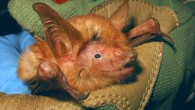 Myotis nimbaensis. Image credit: Bat Conservation International.