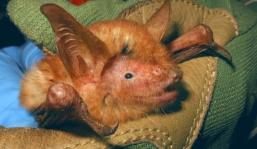 Myotis nimbaensis. Image credit: Bat Conservation International.