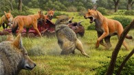 Somewhere in Southwestern North America during the Late Pleistocene, a pack of dire wolves (Canis dirus) are feeding on their bison kill, while a pair of gray wolves (Canis lupus) approach in the hopes of scavenging. One of the dire wolves rushes in to confront the gray wolves, and their confrontation allows a comparison of the bigger, larger-headed and reddish-brown dire wolf with its smaller, gray relative. Image credit: Mauricio Antón / Nature.