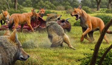 Somewhere in Southwestern North America during the Late Pleistocene, a pack of dire wolves (Canis dirus) are feeding on their bison kill, while a pair of gray wolves (Canis lupus) approach in the hopes of scavenging. One of the dire wolves rushes in to confront the gray wolves, and their confrontation allows a comparison of the bigger, larger-headed and reddish-brown dire wolf with its smaller, gray relative. Image credit: Mauricio Antón / Nature.