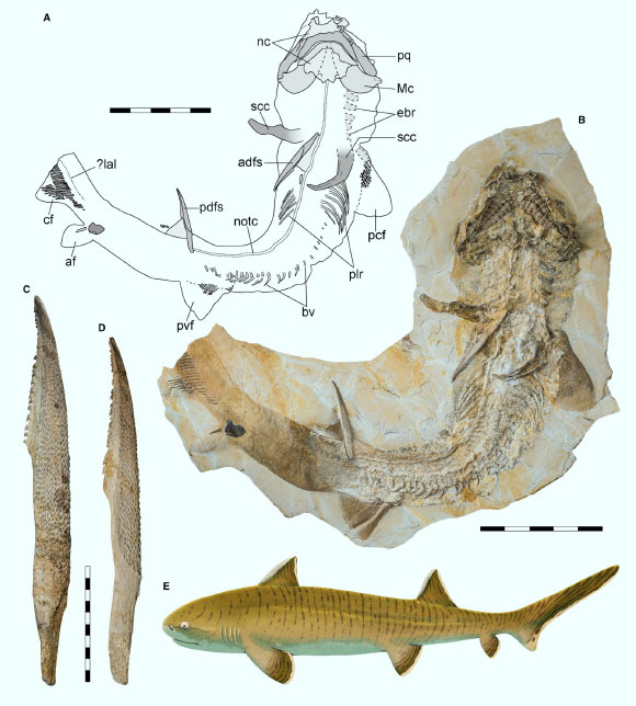Asteracanthus ornatissimus from the lower Tithonian of Solnhofen, Bavaria, Germany: (A) interpretative line drawing; (B) slab containing specimen; (C) close-up view of anterior dorsal fin spine; (D) close-up view of posterior dorsal fin spine; (E) tentative life reconstruction of female Asteracanthus ornatissimus. Abbreviations: adfs - anterior dorsal fin spine, af - anal fin, bv – basiventral, cf - caudal fin, ebr – epibranchial, lal - lateral line, Mc – Meckel’s cartilage, nc – neurocranium, notc – notochord, pcf - pectoral fin, pdfs - posterior dorsal fin spine, plr - pleural rib, pq – palatoquadrate, pvf - pelvic fin, scc - scapulacoracoid. Scale bars - 50 cm in (A, B) and 10 cm in (C, D). Image credit: Stumpf et al., doi: 10.1002/spp2.1350.
