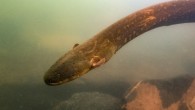 The Volta’s electric eel (Electrophorus voltai) in Xingu River in north Brazil. Image credit: L. Sousa.