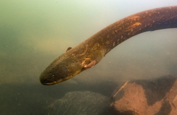 The Volta’s electric eel (Electrophorus voltai) in Xingu River in north Brazil. Image credit: L. Sousa.
