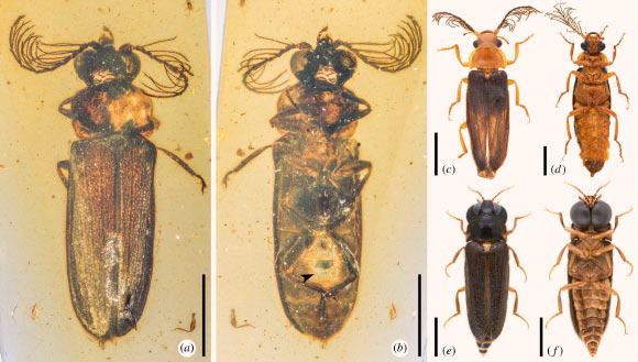 General habitus of Cretophengodidae and representatives of the closely related Phengodidae and Rhagophthalmidae, under incident light: (a, b) Cretophengodes azari, dorsal and ventral views, respectively, with arrowhead showing the photic organ; (c, d) Zarhipis sp. (Phengodidae), dorsal and ventral views, respectively; (e, f) Rhagophthalmus sp. (Rhagophthalmidae), dorsal and ventral views, respectively. Scale bars - 2 mm in (a, b, e, f) and 4 mm in (c, d). Image credit: Li et al., doi: 10.1098/rspb.2020.2730.