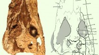 Holotype of Chinatichampsus wilsonorum: (A) cranium in dorsal view; (B) interpretive line drawing; gray areas indicate matrix. Abbreviations: a. - alveolus; fr - frontal; ITF - infratemporal fenestra; ju - jugal; la - lacrimal; m. - matrix; OR - orbit; pa - parietal; palp - possible palpebral; pmx - premaxilla; po - postorbital; prf - prefrontal; qj - quadratojugal; qu - quadrate; so - supraoccipital; sq - squamosal; STF - supratemporal fenestra; t. - tooth. Scale bar - 5 cm. Image credit: Stocker et al., doi: 10.7717/peerj.10665.
