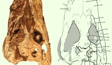 Holotype of Chinatichampsus wilsonorum: (A) cranium in dorsal view; (B) interpretive line drawing; gray areas indicate matrix. Abbreviations: a. - alveolus; fr - frontal; ITF - infratemporal fenestra; ju - jugal; la - lacrimal; m. - matrix; OR - orbit; pa - parietal; palp - possible palpebral; pmx - premaxilla; po - postorbital; prf - prefrontal; qj - quadratojugal; qu - quadrate; so - supraoccipital; sq - squamosal; STF - supratemporal fenestra; t. - tooth. Scale bar - 5 cm. Image credit: Stocker et al., doi: 10.7717/peerj.10665.