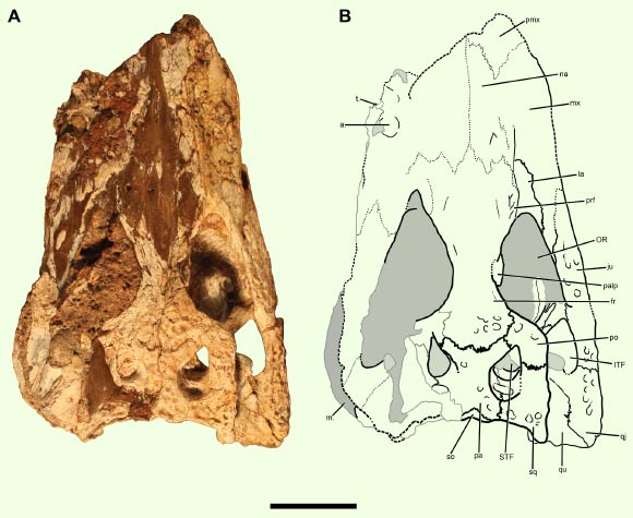 Holotype of Chinatichampsus wilsonorum: (A) cranium in dorsal view; (B) interpretive line drawing;  gray areas indicate matrix. Abbreviations: a. - alveolus; fr - frontal; ITF - infratemporal fenestra; ju - jugal; la - lacrimal; m. - matrix; OR - orbit; pa - parietal; palp - possible palpebral; pmx - premaxilla; po - postorbital; prf - prefrontal; qj - quadratojugal; qu - quadrate; so - supraoccipital; sq - squamosal; STF - supratemporal fenestra; t. - tooth. Scale bar - 5 cm. Image credit: Stocker et al., doi: 10.7717/peerj.10665.