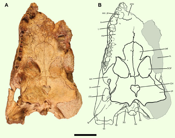 Holotype of Chinatichampsus wilsonorum: (A) cranium in ventral view; (B) interpretive line drawing; gray areas indicate matrix. Abbreviations: a. - alveoli; bo - basioccipital; bs - basisphenoid; CH - choana; ect - ectopterygoid; ITF - infratemporal fenestra; ju - jugal; la - lacrimal; m. - matrix; op - opisthotic; pal - palatine; pmx - premaxilla; po - postorbital; pt - pterygoid; qj - quadratojugal; qu - quadrate; so - supraoccipital; SOF - suborbital fenestra; sq - squamosal; t. - tooth; XII - foramen for Cranial Nerve XII. Scale bar - 5 cm. Image credit: Stocker et al., doi: 10.7717/peerj.10665.