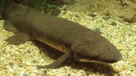 The Australian lungfish (Neoceratodus forsteri) at the National Zoo & Aquarium in Canberra, Australia. Image credit: Mitch Ames / CC BY-SA 4.0.
