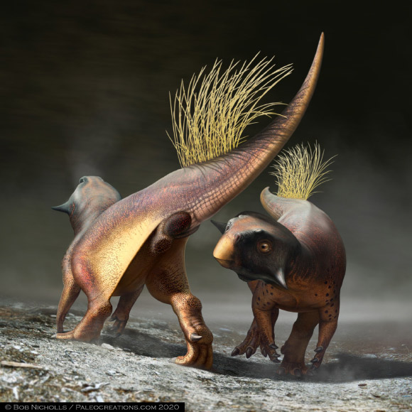 A reconstruction of Psittacosaurus illustrating how the cloacal vent may have been used for signaling during courtship. Image credit: Robert Nicholls / Paleocreations.com.