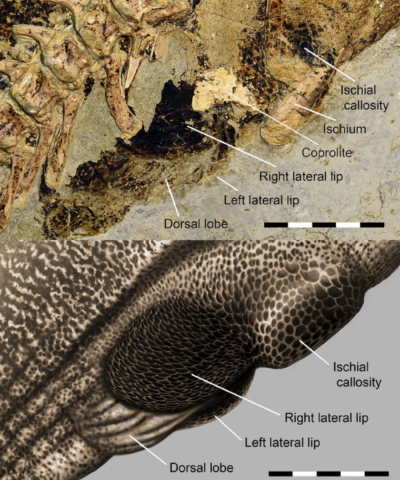 Close up of the preserved cloacal region in Psittacosaurus and the reconstruction of it. Image credit: Vinther et al., doi: 0.1016/j.cub.2020.12.039.