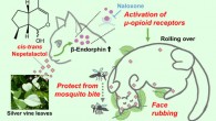 The neurophysiological and functional significance of silver vine response in cats: the olfactory system in cats detects cis-trans nepetalactol emitted from silver vine leaves and then stimulates release of β-endorphin; activation of μ-opioid receptors by a high level of β-endorphin evokes rubbing and rolling, which is inhibited by naloxone, an antagonist of μ-opioid receptors; face rubbing and rolling over transfer nepetalactol with repellent activity against Aedes albopictus from the leaves onto the cat’s face, head, and body fur where it helps to protect them from mosquito bites. Image credit: Reiko Uenoyama, Iwate University.