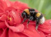 The buff-tailed bumblebee (Bombus terrestris). Image credit: Myriam.