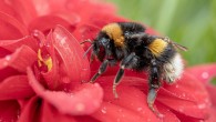 The buff-tailed bumblebee (Bombus terrestris). Image credit: Myriam.
