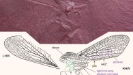 Labradormantis guilbaulti. Image credit: Demers-Potvin et al., doi: 10.1111/syen.12457.